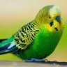 ParrotLover